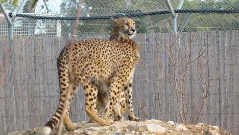 Zwei-Gefangene-Geparden-(Acinonyx-Jubatus)-Streicheln-Sich-Gegenseitig-Lunaret-Zoo